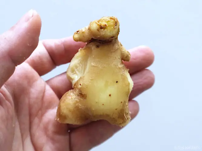 A piece of root ginger resembling a bunny.